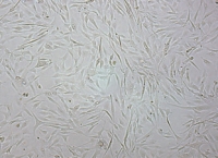 MesenCult™ for Mesenchymal Stem Cell Culture MesenCult™ for Mesenchymal Stem Cell Culture