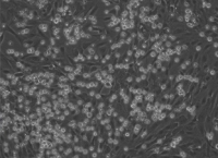 STEMdiff™ APEL for hPSC Differentiation