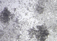 StemSpan™ for Hematopoietic Stem Cell Expansion StemSpan™ for Hematopoietic Stem Cell Expansion