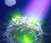 CD141(BDCA‑3) 