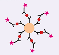 MACSPlex Cytokine 12 Kit1μ12ϸ