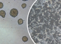 NeuroCult™ for Neural Cell Culture